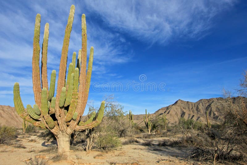 Grande pringlei em uma paisagem do deserto, Baja California Sur do cacto de Cardon do elefante ou do Pachycereus do cacto, México fotos de stock Grande pringlei em uma paisagem do deserto, Baja California Sur do cacto de Cardon do elefante ou do Pachycereus do cacto, México fotos de stock