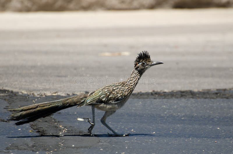 Grande pássaro do Roadrunner, Tucson o Arizona foto de stock Grande pássaro do Roadrunner, Tucson o Arizona foto de stock
