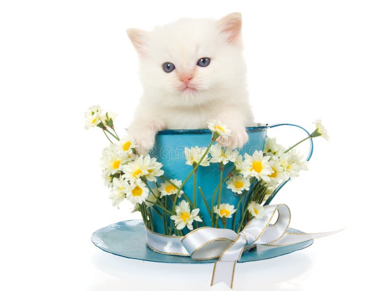 grande ragdoll del punto del gattino crema blu della tazza immagine stock libera da diritti grande ragdoll del punto del gattino crema blu della tazza immagine stock libera da diritti