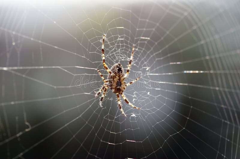 Grande ragno marrone in cobweb 01