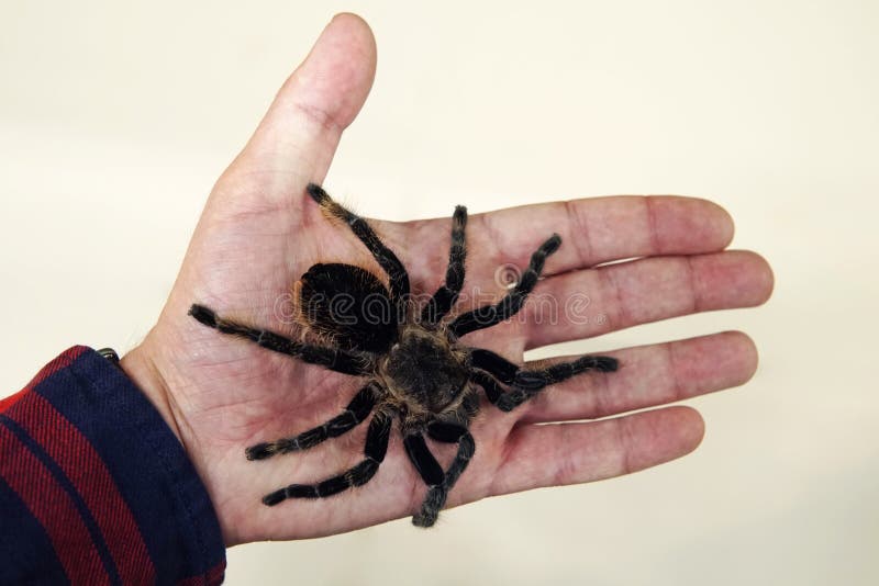 grande ragno nero sulla palma della mano di un uomo Un uomo che tiene una tarantola del ragno immagini stock libere da diritti grande ragno nero sulla palma della mano di un uomo Un uomo che tiene una tarantola del ragno immagini stock libere da diritti