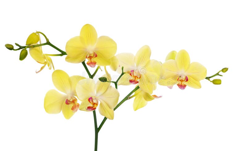 Grande Ramo Com Luz - a Orquídea Amarela Floresce Imagem de Stock - Imagem  de branco, flor: 46228483