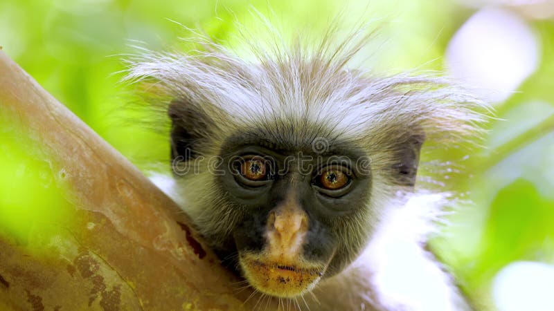 Fundo Jovem Macaco Preto Está Olhando Para A Câmera Fundo, Fotos