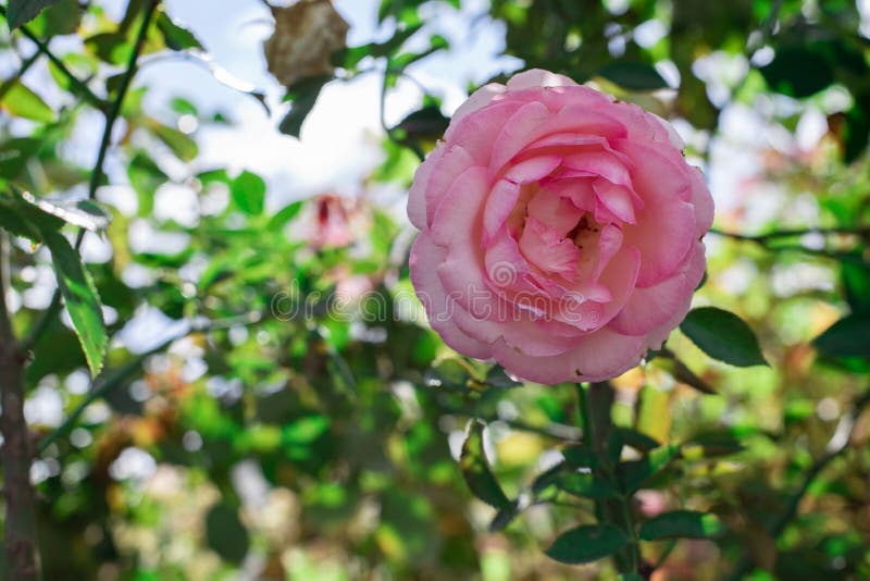 Grande Rosa Rosa Flor Florescendo Fundo Natural Design De Fundo. Rosa  Aberta Do Jardim De Flores Com Delicadas Pétalas Cor-de-rosa Foto de Stock  - Imagem de planta, naughty: 197398770