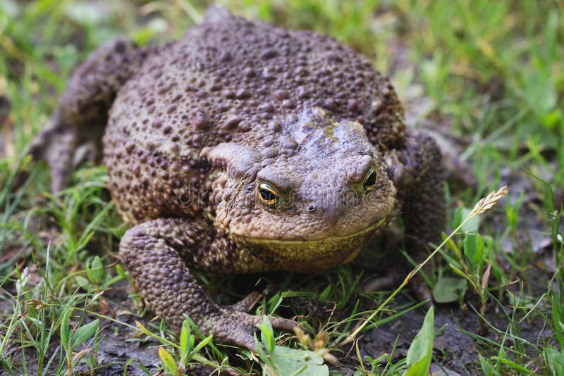 Big fat toad crawling along the grass path. Big fat toad crawling along the grass path.