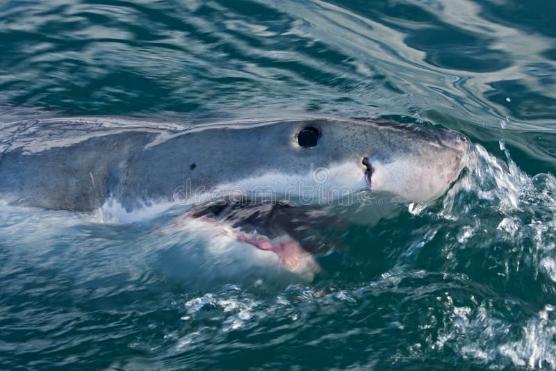 Grande squalo bianco, carcharodon carcharias fotografie stock libere da diritti Grande squalo bianco, carcharodon carcharias fotografie stock libere da diritti