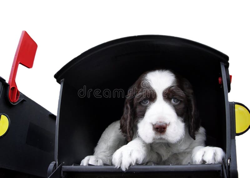 Grande surprise dans le courrier image stock Grande surprise dans le courrier image stock