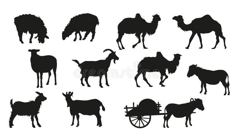 Large set of livestock silhouettes. Camels, sheep, goats, donkeys Vector images. Large set of livestock silhouettes. Camels, sheep, goats, donkeys Vector images