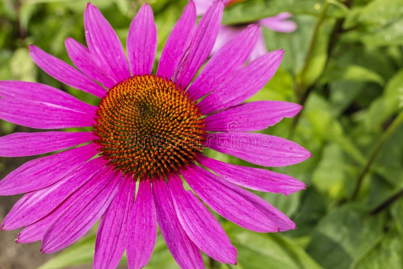 Grande Tête D'echinacea Fleur Marguerite Violet Utilisée En Phytothérapie.  Photo stock - Image du botanique, oriental: 227862522