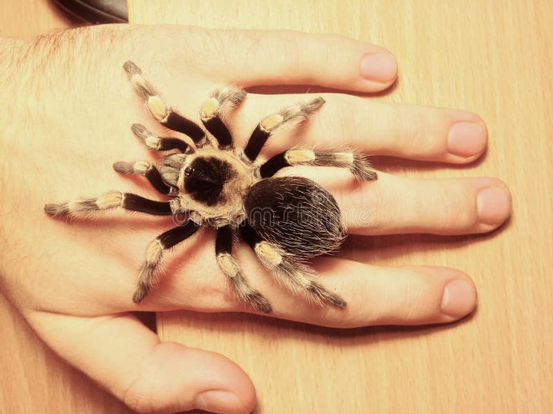 Grande tarantola del ragno a disposizione, smithi di brachypelma fotografie stock Grande tarantola del ragno a disposizione, smithi di brachypelma fotografie stock