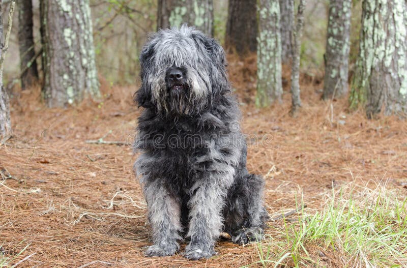 Cão Pastor Inglês Velho Que Está Em Um Fundo Cinzento Foto de