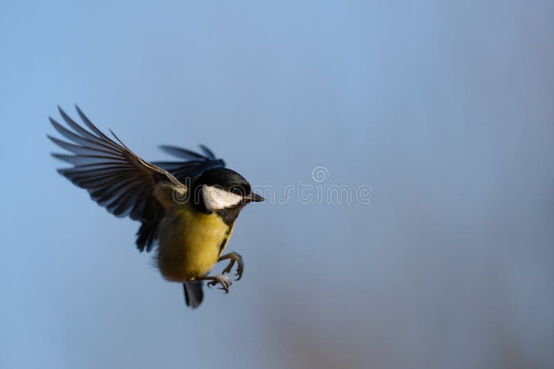 Grande Tit durante il volo fotografie stock libere da diritti Grande Tit durante il volo fotografie stock libere da diritti