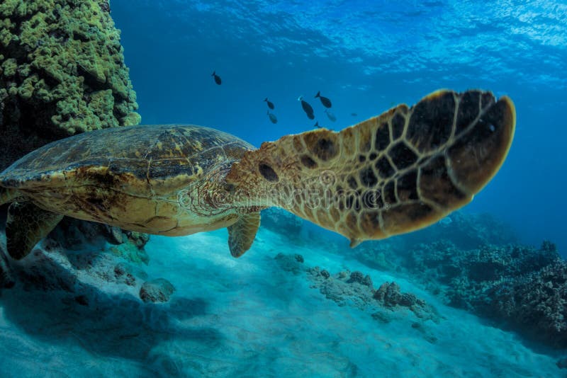 Grande tortue dans le tir sous-marin de récif coralien photographie stock libre de droits Grande tortue dans le tir sous-marin de récif coralien photographie stock libre de droits