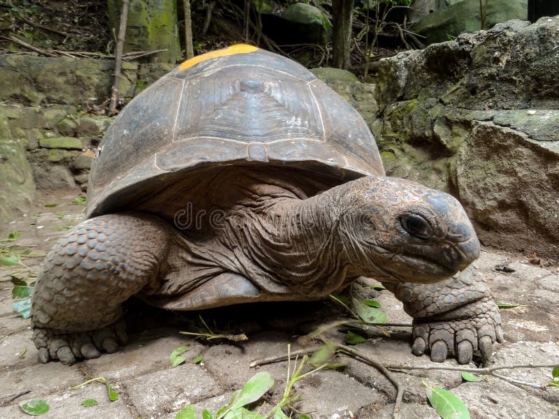 Tortue des Seychelles image stock. Image du île, animal 30797365