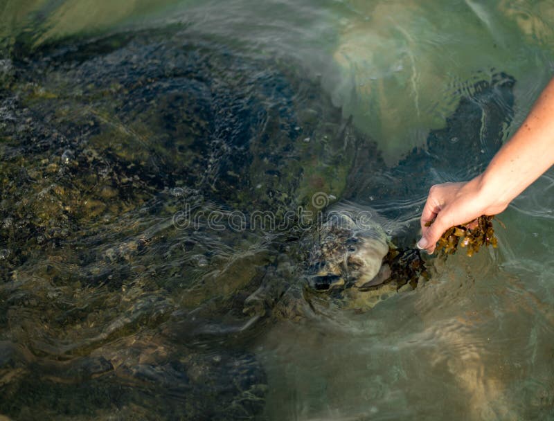 Grande tortue olive dans l'eau sur la c?te de la plage de tortue dans Hikkaduwa, Sri Lanka dans l'Oc?an Indien images libres de droits Grande tortue olive dans l'eau sur la c?te de la plage de tortue dans Hikkaduwa, Sri Lanka dans l'Oc?an Indien images libres de droits
