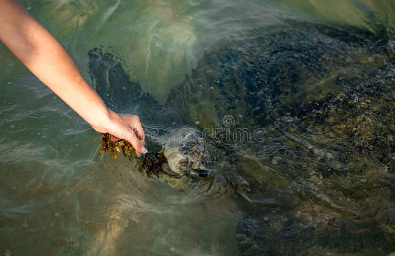 Grande tortue olive dans l'eau sur la côte de la plage de tortue dans Hikkaduwa, Sri Lanka dans l'Océan Indien photo stock Grande tortue olive dans l'eau sur la côte de la plage de tortue dans Hikkaduwa, Sri Lanka dans l'Océan Indien photo stock