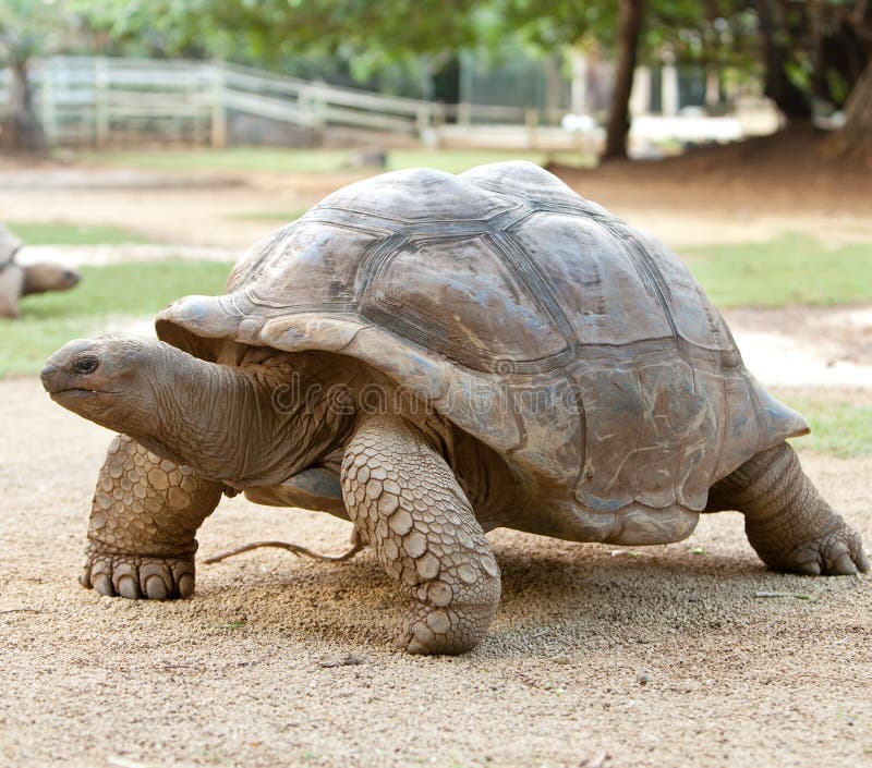 Grande tortue. Verticale en jour ensoleillé images libres de droits Grande tortue. Verticale en jour ensoleillé images libres de droits