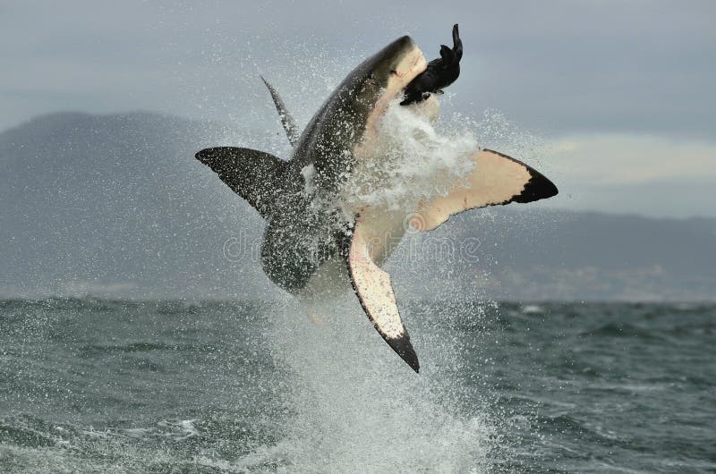 Grande tubarão branco (carcharias do Carcharodon) que rompe em um ataque