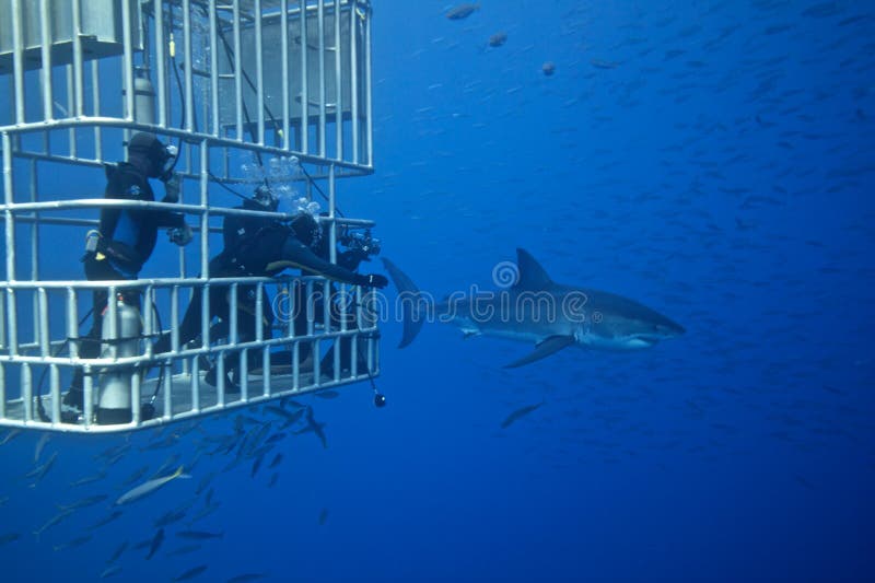 Grande tubarão branco com mergulhadores