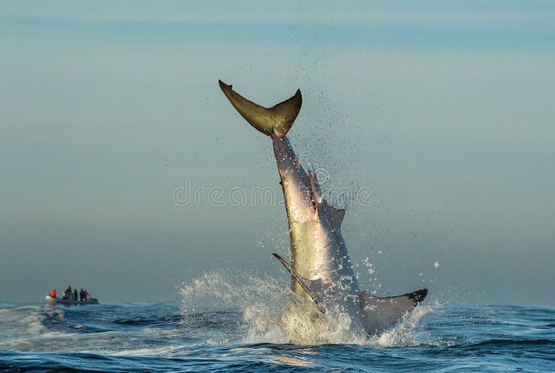 Grande tubarão branco de salto foto de stock Grande tubarão branco de salto foto de stock