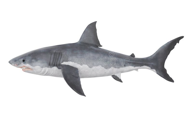 Grande tubarão branco isolado ilustração stock Grande tubarão branco isolado ilustração stock