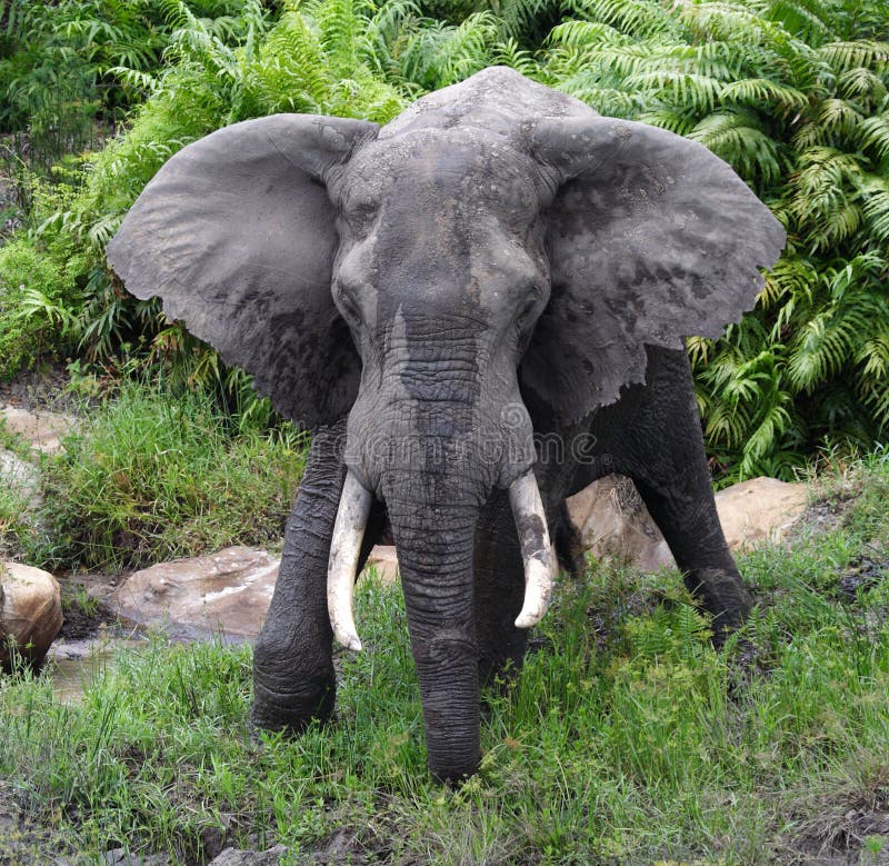 African elephant male in dominant pose, Shimba Hills National Park, Kenya, East Africa. African elephant male in dominant pose, Shimba Hills National Park, Kenya, East Africa