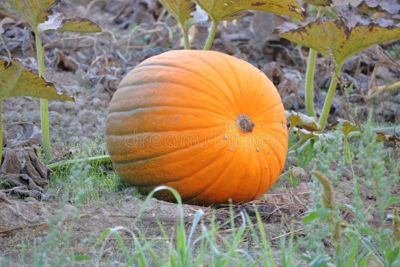Grande zucca di maturazione immagine stock Grande zucca di maturazione immagine stock