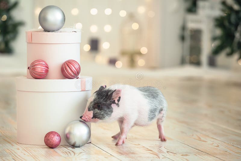 Grandes caixas de Natal redondas ao lado de um porco manchado pequeno, um símbolo do ano novo fotos de stock Grandes caixas de Natal redondas ao lado de um porco manchado pequeno, um símbolo do ano novo fotos de stock