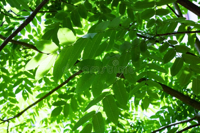 Grandes feuilles vertes sur des branches d'arbre étroitement photo libre de droits Grandes feuilles vertes sur des branches d'arbre étroitement photo libre de droits