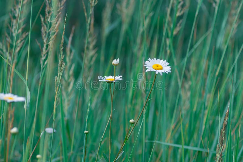 Grandes fleurs blanches de marguerite sur un fond d'herbe verte Foyer s?lectif Fond d'?t? photo stock Grandes fleurs blanches de marguerite sur un fond d'herbe verte Foyer s?lectif Fond d'?t? photo stock
