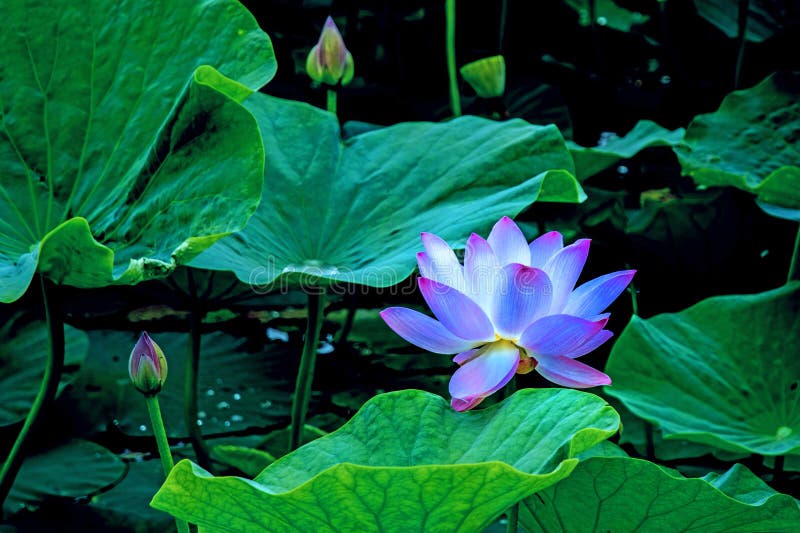 Grandes fleurs de lotus bourgeons roses lumineux de fleur de lotus flottant dans le lac images stock Grandes fleurs de lotus bourgeons roses lumineux de fleur de lotus flottant dans le lac images stock
