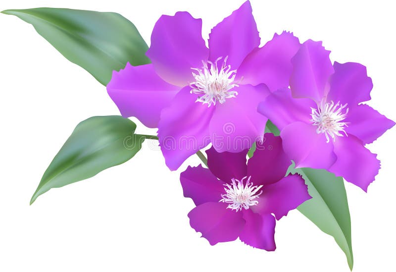 Grandes fleurs roses avec les feuilles vertes d'isolement sur le blanc illustration libre de droits Grandes fleurs roses avec les feuilles vertes d'isolement sur le blanc illustration libre de droits