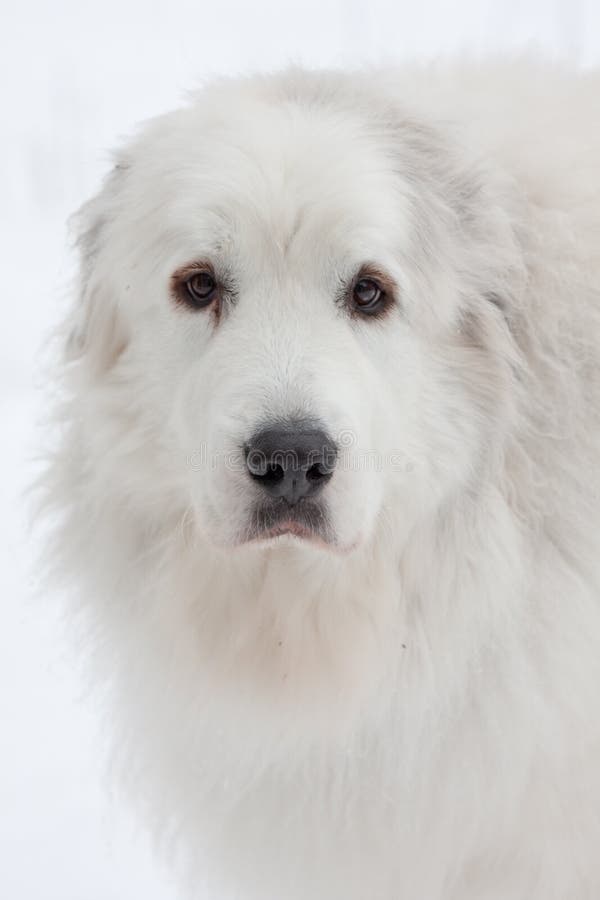 Large Great Pyrenees dog in the snow. Large Great Pyrenees dog in the snow.