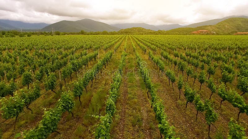 Grandes rangées de vignoble, vinification en Géorgie, agriculture et agriculture, vue aérienne