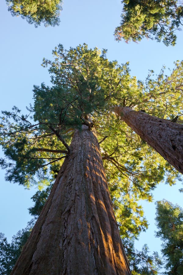 Grandes secuoyas, vista de abajo hacia arriba con el cielo en el fondo, Giant Forest of Sequoia National Park, Tulare County, Cal imagen de archivo Grandes secuoyas, vista de abajo hacia arriba con el cielo en el fondo, Giant Forest of Sequoia National Park, Tulare County, Cal imagen de archivo