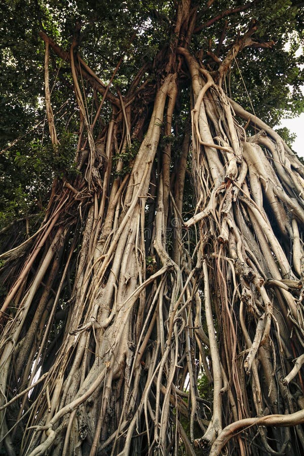 Método ~ lado Inhalar Grandes Troncos De árbol Banyan Con Raíces Colgantes Foto de archivo -  Imagen de copia, textura: 184941396