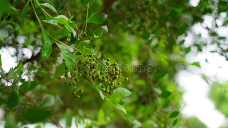 Grandeur Green leaves and buds view of traditional Lawsonia inermis Heena plant. Medicinal tree uses to make Mehandi art in Indi