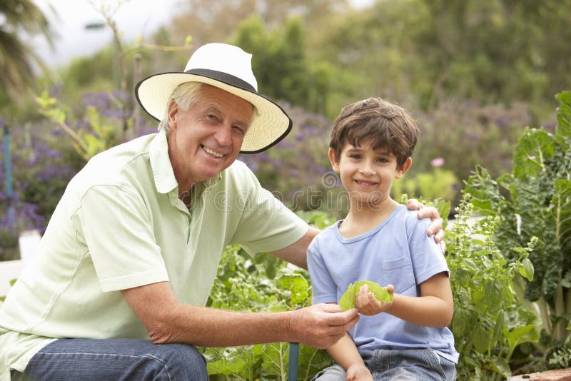 Grandfather And Grandson Working In Vegetable Garden stock photos Grandfather And Grandson Working In Vegetable Garden stock photos