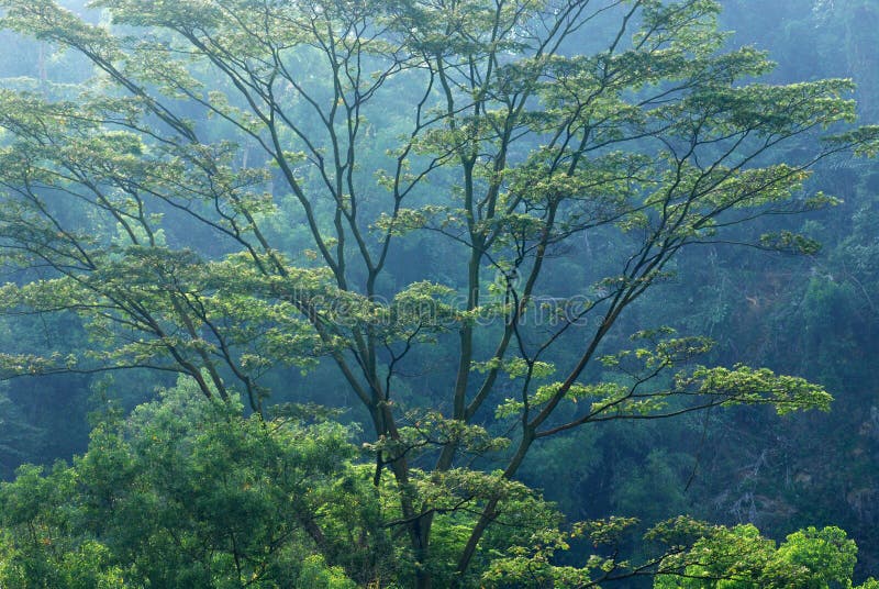 Grandi alberi immagini stock libere da diritti Grandi alberi immagini stock libere da diritti