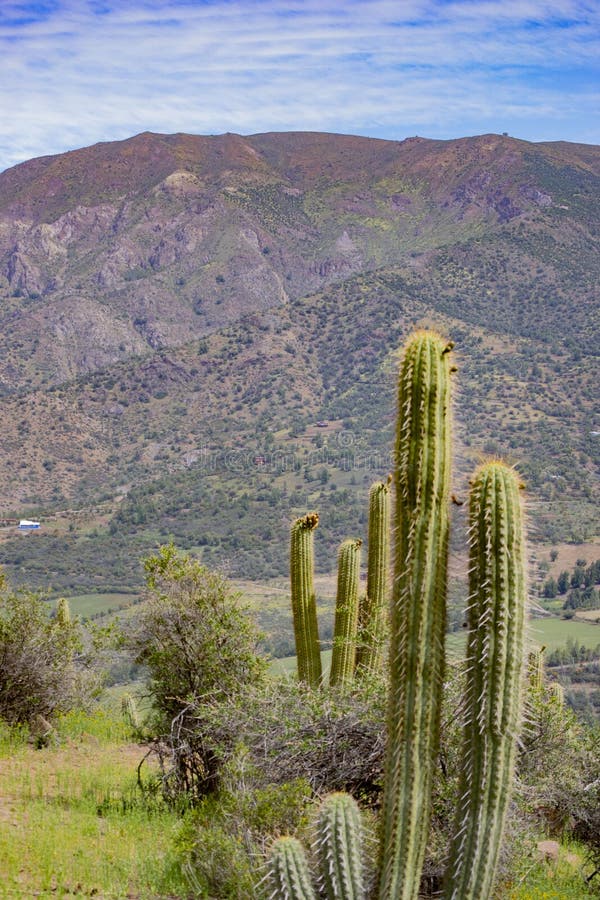 Grandi cactus nelle montagne immagini stock libere da diritti Grandi cactus nelle montagne immagini stock libere da diritti