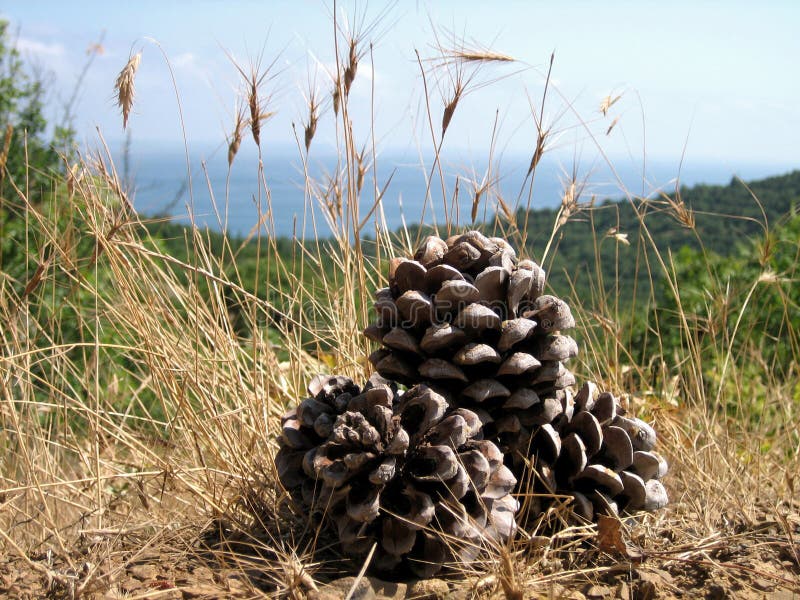 Grandi pigne sotto il sole del sud su erba asciutta su un fondo delle foreste dense, del mare blu e del cielo blu fotografie stock libere da diritti Grandi pigne sotto il sole del sud su erba asciutta su un fondo delle foreste dense, del mare blu e del cielo blu fotografie stock libere da diritti