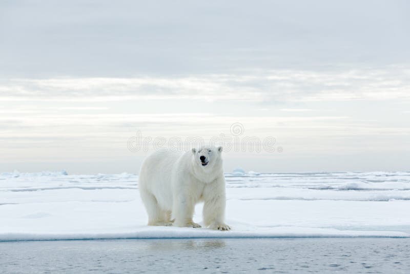 Grandi polari riguardano il bordo del ghiaccio galleggiante con neve un'acqua nelle Svalbard artiche