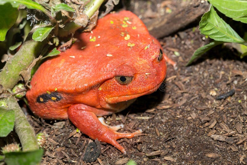 Grandi rane rosse del pomodoro, antongilii di Dyscophus immagine stock libera da diritti Grandi rane rosse del pomodoro, antongilii di Dyscophus immagine stock libera da diritti