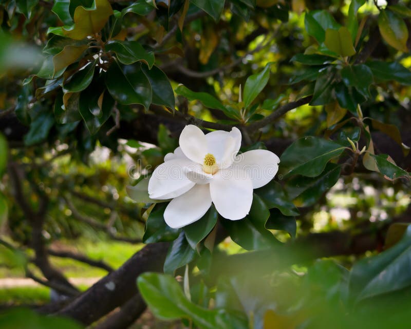 grandiflora magnolia royaltyfria foton grandiflora magnolia royaltyfria foton