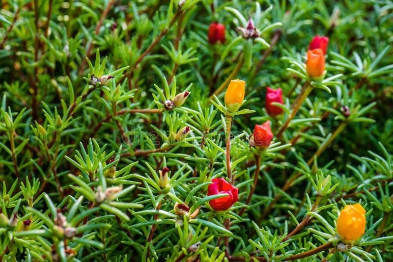 Grandiflora Portulaca is installatie in Portulacaceae stock foto Grandiflora Portulaca is installatie in Portulacaceae stock foto