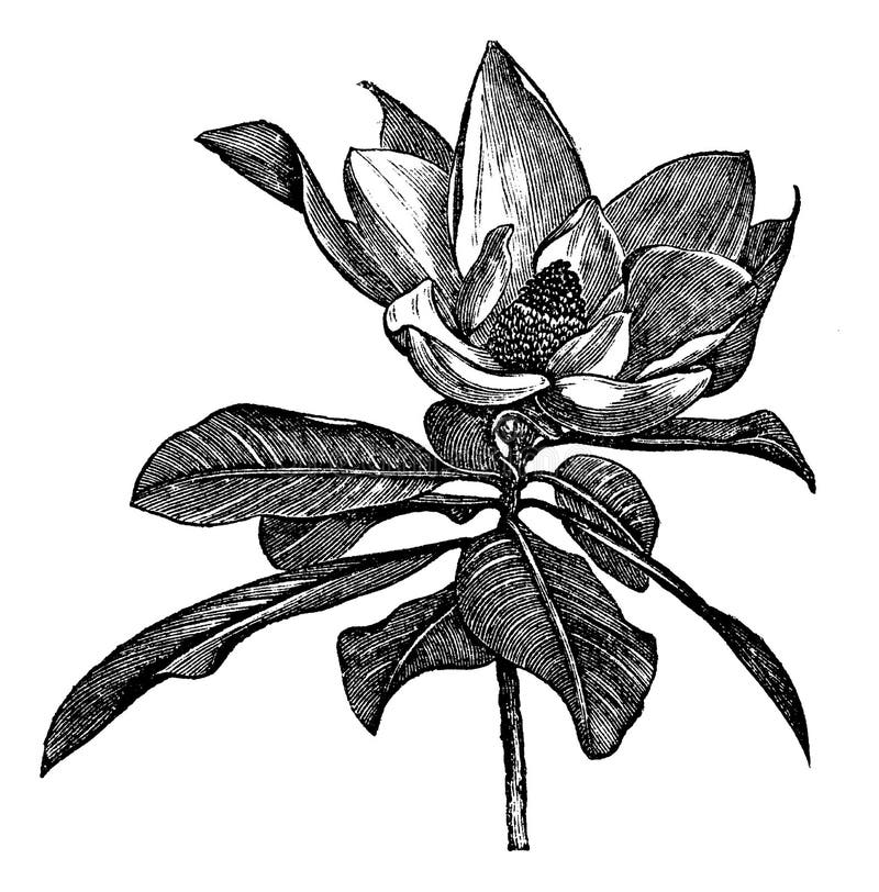 Grandifloraweinlese Stich der südlichen Magnolie oder der Magnolien