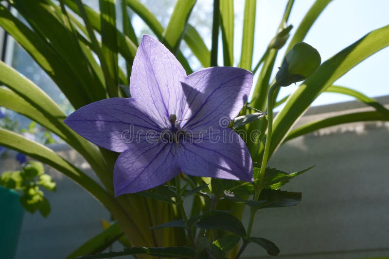 Grandiflorus De Floraison De Platycodon Dans Le Petit Jardin Sur Le Balcon  Belle Fleur De Ballon Violette Photo stock - Image du violette, petit:  136424370