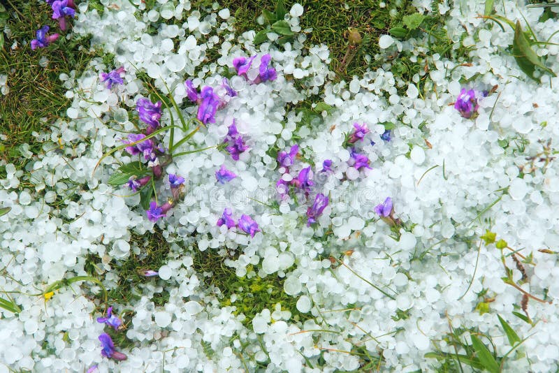 Hail cover green grass and wild flower. Hail cover green grass and wild flower