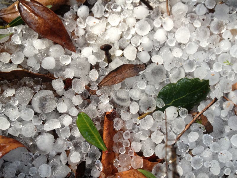 Hail and autumn leaves on the ground. Hail and autumn leaves on the ground