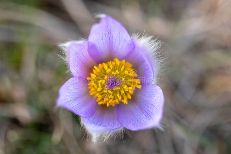 Anemone Pulsatilla С†РІРµС‚РѕРє